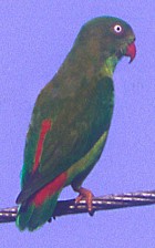 Vernal Hanging-Parrot - Photo copyright Ron Saldnin