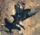 Verreaux's Eagle - Photo copyright Eddie Howath