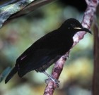 Victoria's Riflebird - Photo copyright Wildwatch Australia
