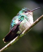 Violet-capped Hummingbird - Photo copyright Birders' View (Karl and Rosabel Kaufmann)