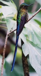 Violet-tailed Sylph - Photo copyright Peter Jones