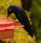 Violet Sabrewing - Photo copyright Tyler Hicks