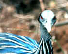 Vulturine Guineafowl - Photo copyright Nick Lowton