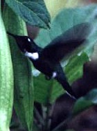 Wedge-billed Hummingbird - Photo copyright Cliff Buckton