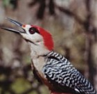 West Indian Woodpecker - ENDANGERED - Photo copyright Tyler Hicks