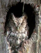West Peruvian Screech-Owl - Photo copyright Tropical Birding