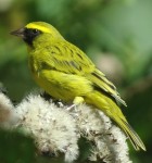 Western Citril - Photo copyright David and Nancy Massie