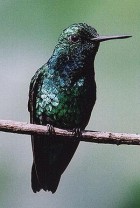 West Andean Emerald - Photo copyright Peter Jones