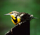 Western Meadowlark - Wyoming State Bird