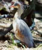 Whistling Heron  - Photo copyright Mariano Jiménez