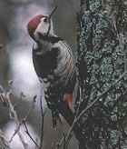 White-backed Woodpecker - Photo copyright E-Tours