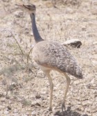 White-bellied Bustard - Photo copyright Allen Chartier