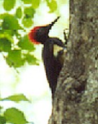 White-bellied Woodpecker - Photo copyright Saleel Tambe
