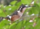 White-bellied Woodstar - Photo copyright Jurgen Beckers