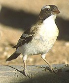 White-browed Sparrow-weaver - Photo copyright Stefan Tewinkel