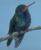 White-chinned Sapphire - Photo copyright Jan Hein Ribot