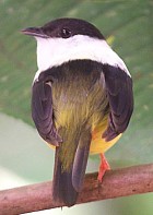 White-collared Manakin - Photo copyright Richard Garrigues