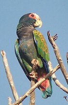 White-crowned Parrot - Photo copyright Richard Garrigues