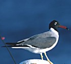 White-eyed Gull - Photo copyright A. B. vanden Berg of the Cape Bird Club Slide Library