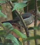 White-eyed Thrush - Photo copyright Wim van der Schot
