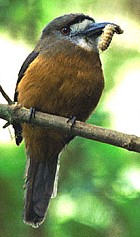 White-faced Nunbird - Photo copyright Tropical Birding