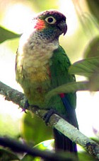 White-necked Parakeet - Photo copyright Tropical Birding