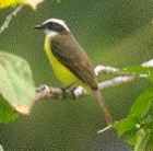 White-ringed Flycatcher - Photo copyright Skip Russell