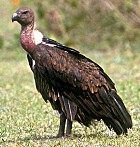 White-rumped Vulture - Photo copyright Ronald Saldino