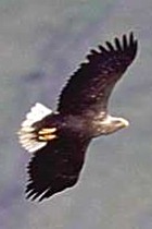White-tailed Eagle - Photo copyright Giuliano Gerra and Silvio Sommazzi