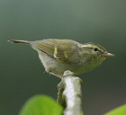 White-tailed Leaf-warbler - Photo copyright Hideo Tani