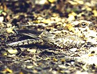 White-tailed Nightjar - Photo copyright Vaughan Ashby of Birdfinders