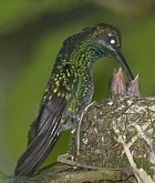 White-tailed Sabrewing - Photo copyright Tom Davis