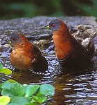 White-throated Crake - Photo copyright Steve Nanz