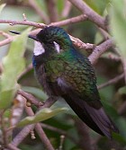 White-throated Mountain-gem - Photo copyright Richard Garrigues