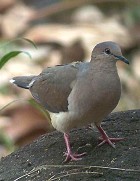 White-tipped Dove - Photo copyright Ricahrd Garrigues