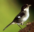 White-winged Brush-Finch - Photo copyright Tropical Birding