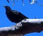 White-winged Chough - Photo copyright Trevor Quested