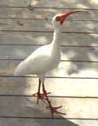 White Ibis - Photo by Tina MacDonald