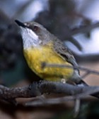 White-throated Gerygone - Photo copyright Trevor Quested