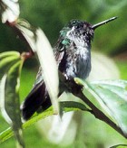 White-bellied Mountain-Gem - Photo copyright Allen Chartier