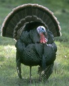 Wild Turkey - Photo copyright Douglas Herr