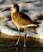 Willet - Photo copyright Peter Wallack