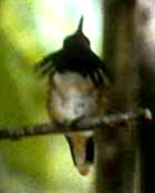 Wine-throated Hummingbird - Photo copyright Don Roberson