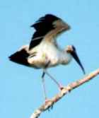  - WoodStork(JC)