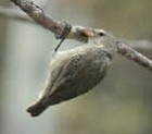 Woodpecker Finch - Photo copyright Steve Bird
