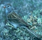 Worthen's Sparrow - Photo copyright Greg Lasley