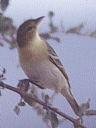 Yellow-breasted Apalis - Photo copyright Bruce Marcot