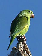 Yellow-chevroned Parakeet - Photo coyright Arthur Grosset