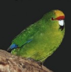Yellow-fronted Parakeet - Photo copyright Forento New Zealand
