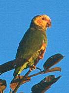 Yellow-faced Parrot - Photo copyright Arthur Grosset